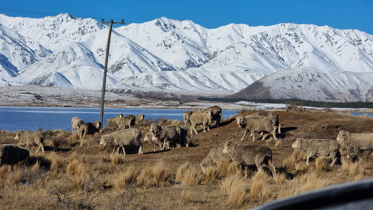 Merino wool in New Zealand